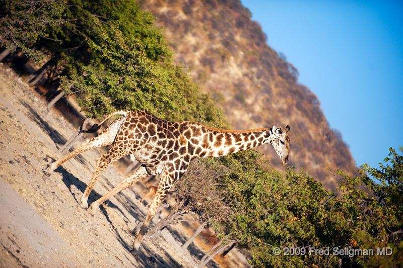 20090610_073122 D3 X1.jpg - Giraffes only sleep 2 hours a day